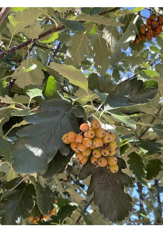Schwedische Mehlbeere - Mehrstämmig | Sorbus Intermedia