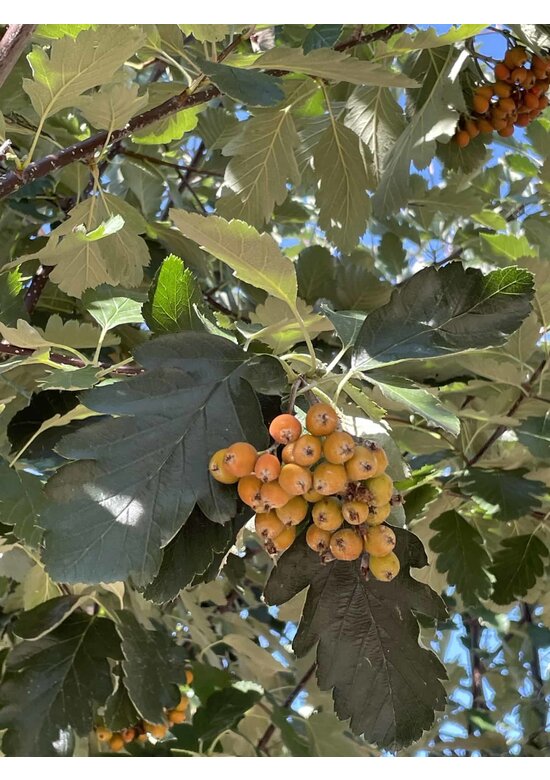 Schwedische Mehlbeere - Mehrstämmig | Sorbus Intermedia