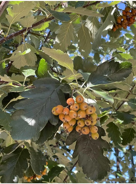 Schwedische Mehlbeere - Mehrstämmig | Sorbus Intermedia Schwedische Mehlbeere - Mehrstämmig | Sorbus Intermedia