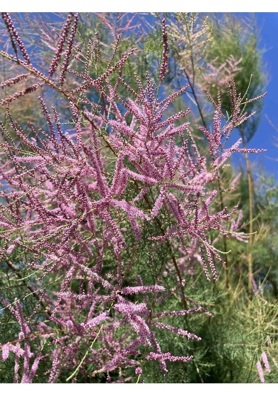 Tamariske - Mehrstämmig | Tamarix tetrandra