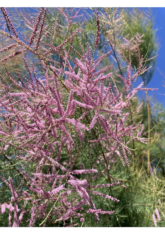 Tamariske - Mehrstämmig | Tamarix tetrandra