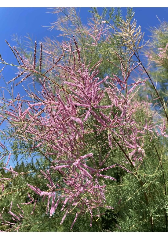 Viermännige Tamariske | Tamarix tetrandra