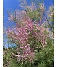 Viermännige Tamariske | Tamarix tetrandra