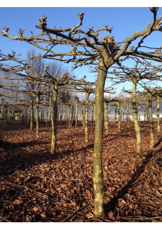 Orientalische Dachplatane 'Minaret' | Platanus orientalis 'Minaret'