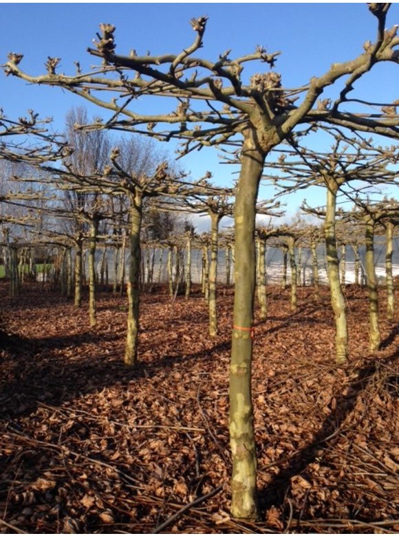 Orientalische platane 'Minaret' - Dachbaum | Platanus orientalis 'Minaret' Orientalische platane 'Minaret' - Dachbaum | Platanus orientalis 'Minaret'