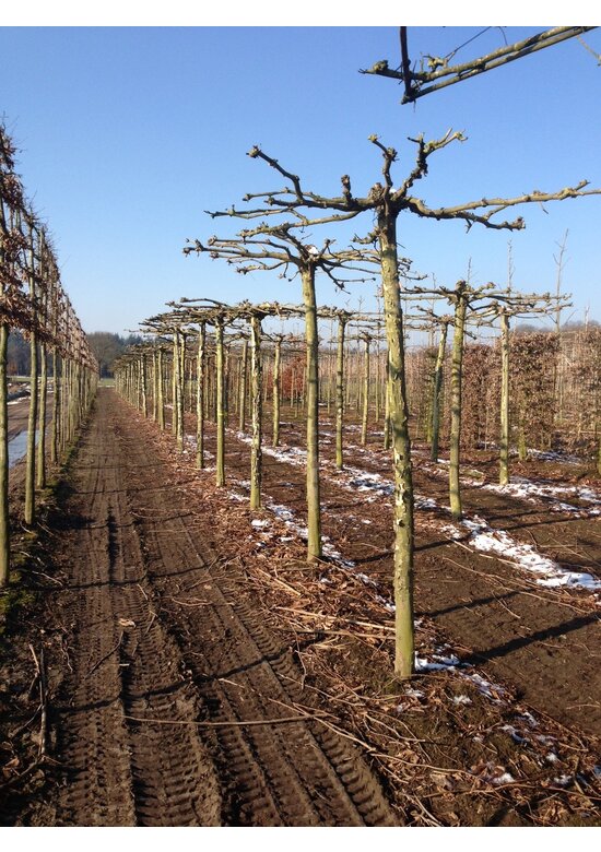 Orientalische Dachplatane 'Minaret' | Platanus orientalis 'Minaret'