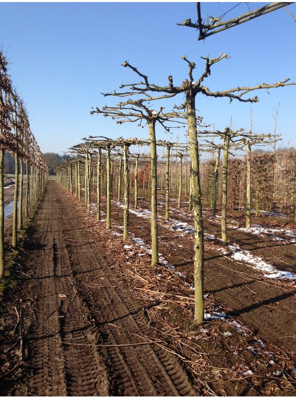 Orientalische platane 'Minaret' - Dachbaum | Platanus orientalis 'Minaret' Orientalische platane 'Minaret' - Dachbaum | Platanus orientalis 'Minaret'