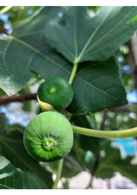 Feigenbaum | Ficus carica