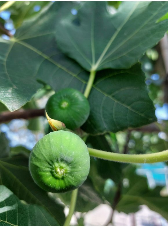 Feigenbaum hochstamm | Ficus Carica Feigenbaum hochstamm | Ficus Carica