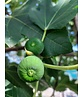 Feigenbaum | Ficus carica
