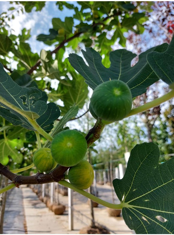 Feigenbaum hochstamm | Ficus Carica Feigenbaum hochstamm | Ficus Carica