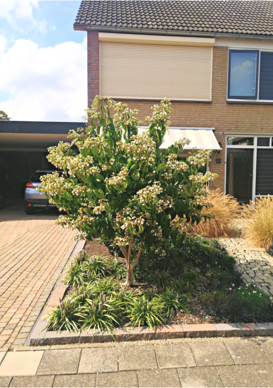 Sieben Söhne des Himmels Strauch mehrstämmig | Heptacodium miconioides