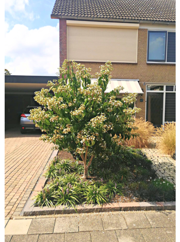 Sieben-Söhne-des-Himmels-Strauch - Mehrstämmig | Heptacodium miconioides Sieben-Söhne-des-Himmels-Strauch - Mehrstämmig | Heptacodium miconioides
