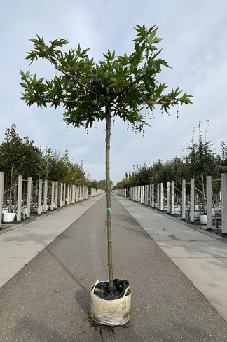 Orientalische Dachplatane 'Minaret' | Platanus orientalis 'Minaret'