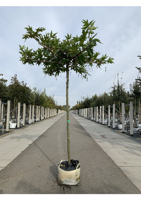 Orientalische Dachplatane 'Minaret' | Platanus orientalis 'Minaret'