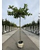 Venovi GmbH Orientalische Dachplatane 'Minaret' | Platanus orientalis 'Minaret'