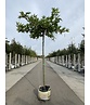 Orientalische Dachplatane 'Minaret' | Platanus orientalis 'Minaret'