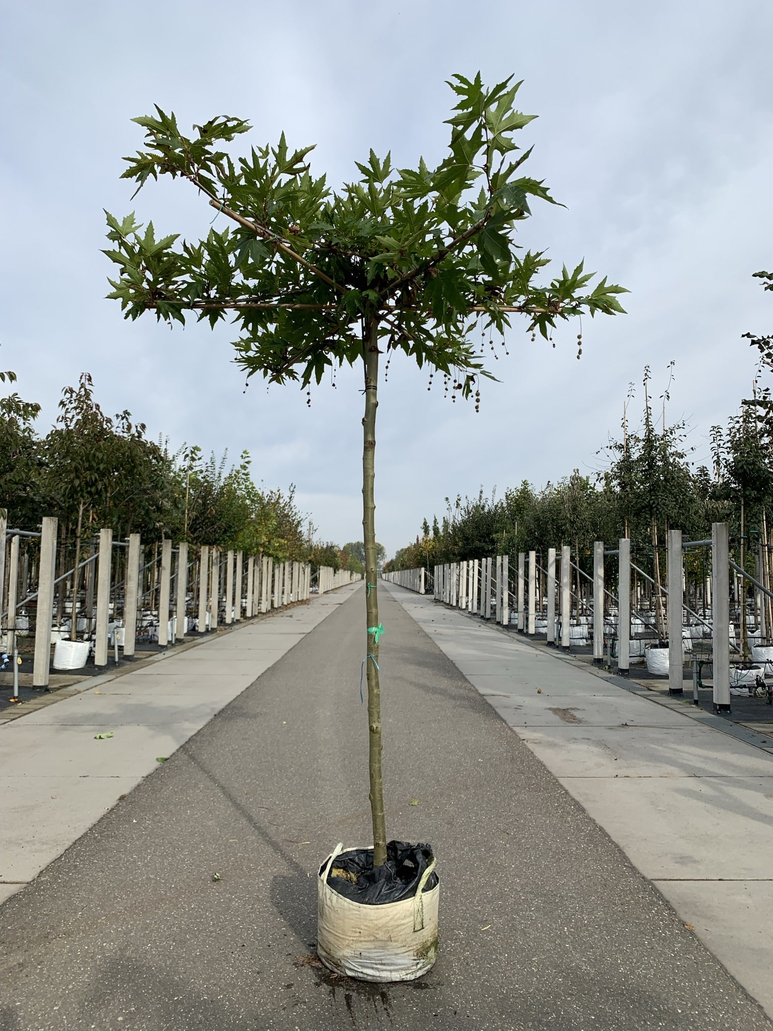 Orientalische platane Minaret Dachbaum kaufen? Einfach online