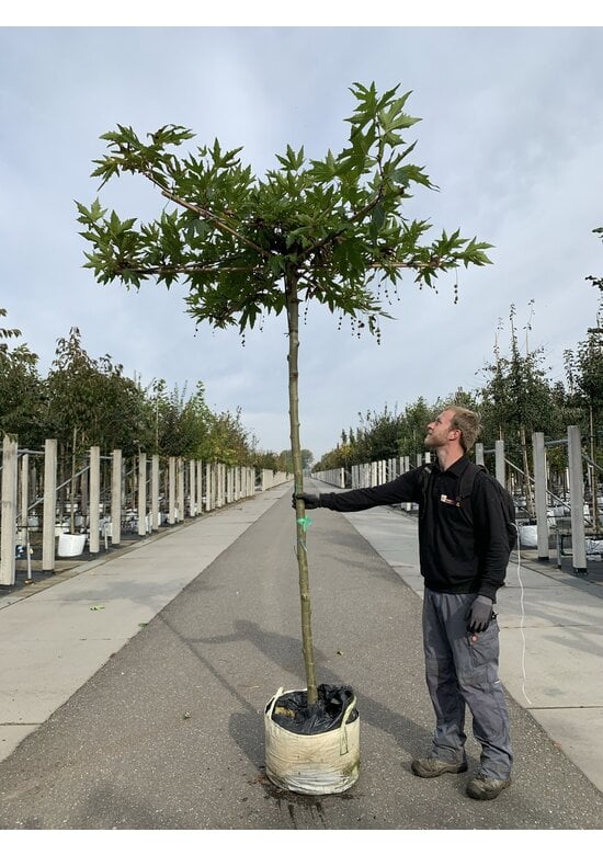 Orientalische Dachplatane 'Minaret' | Platanus orientalis 'Minaret'