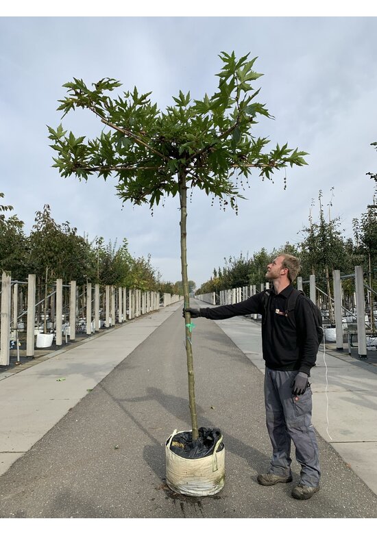 Orientalische Dachplatane 'Minaret' | Platanus orientalis 'Minaret'