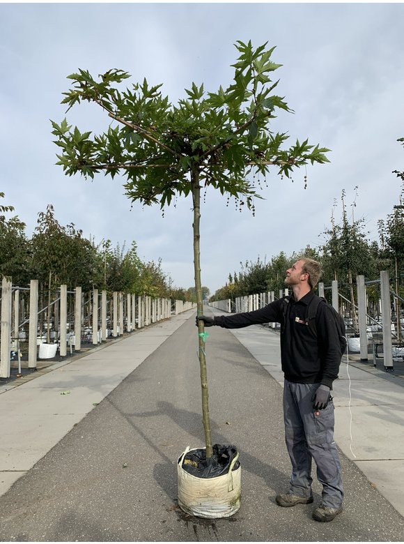 Orientalische platane 'Minaret' - Dachbaum | Platanus orientalis 'Minaret' Orientalische platane 'Minaret' - Dachbaum | Platanus orientalis 'Minaret'