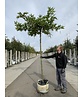 Orientalische Dachplatane 'Minaret' | Platanus orientalis 'Minaret'