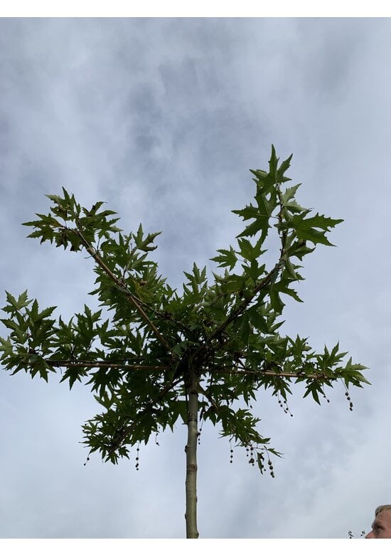 Orientalische Dachplatane 'Minaret' | Platanus orientalis 'Minaret'