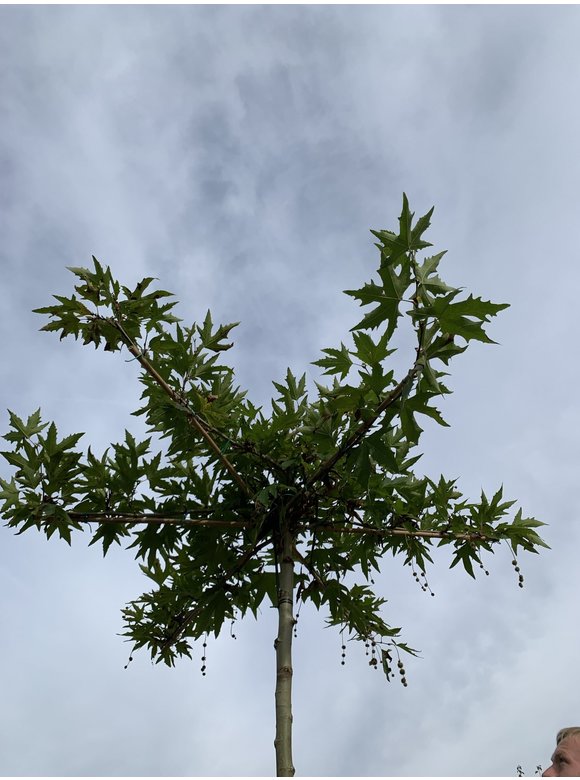 Orientalische platane 'Minaret' - Dachbaum | Platanus orientalis 'Minaret' Orientalische platane 'Minaret' - Dachbaum | Platanus orientalis 'Minaret'