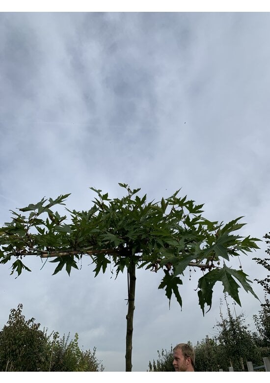 Orientalische Dachplatane 'Minaret' | Platanus orientalis 'Minaret'