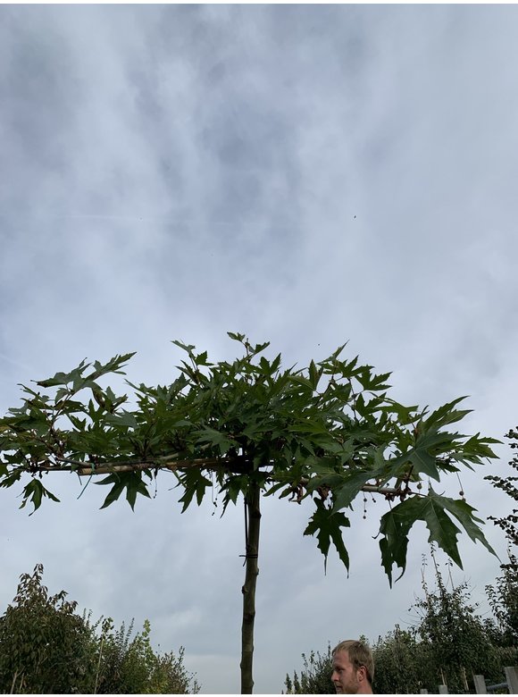 Orientalische platane 'Minaret' - Dachbaum | Platanus orientalis 'Minaret' Orientalische platane 'Minaret' - Dachbaum | Platanus orientalis 'Minaret'