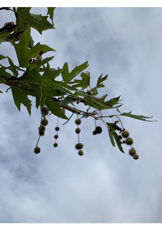 Orientalische Dachplatane 'Minaret' | Platanus orientalis 'Minaret'