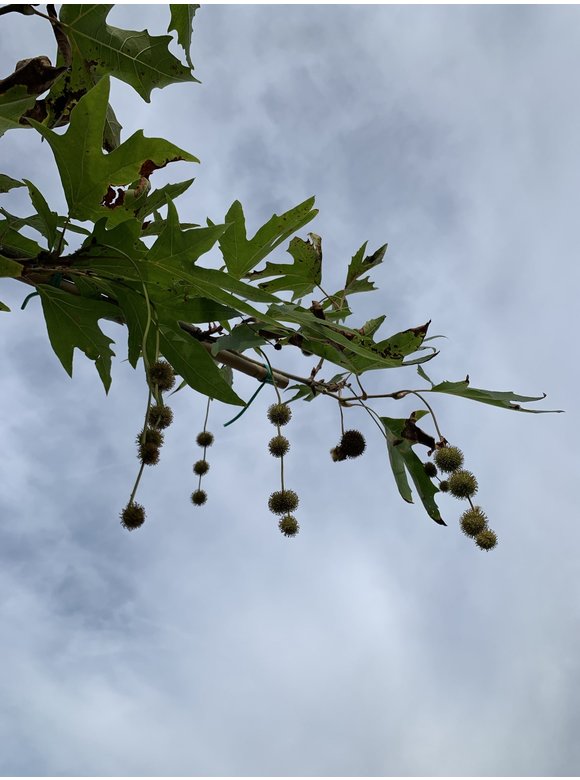 Orientalische platane 'Minaret' - Dachbaum | Platanus orientalis 'Minaret' Orientalische platane 'Minaret' - Dachbaum | Platanus orientalis 'Minaret'