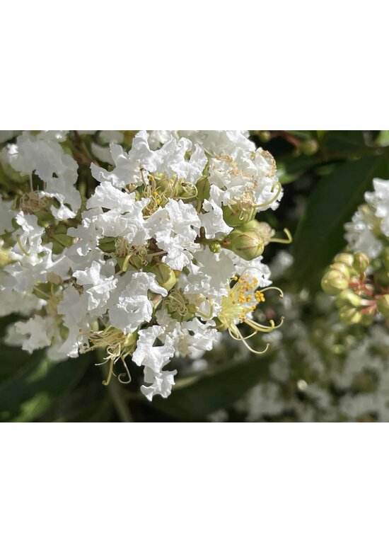 Sieben Söhne des Himmels Strauch mehrstämmig | Heptacodium miconioides