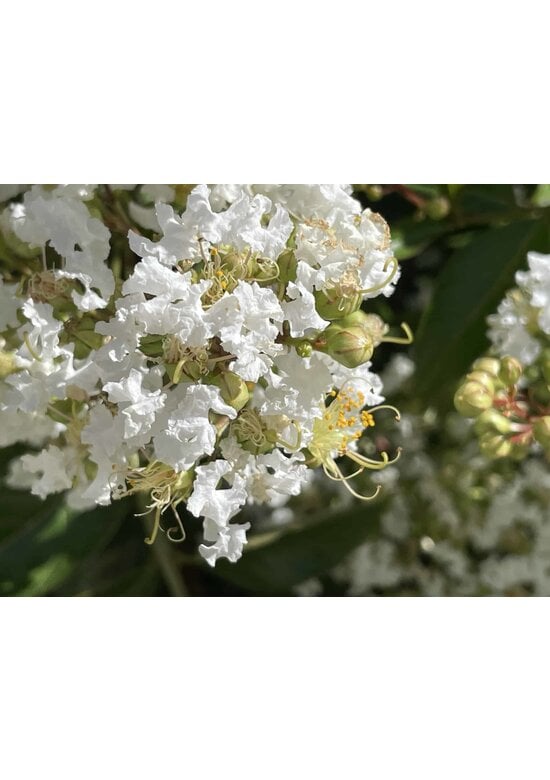 Sieben-Söhne-des-Himmels-Strauch - mehrstämmig | Heptacodium miconioides