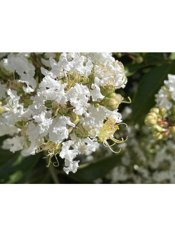 Sieben-Söhne-des-Himmels Baum | Heptacodium miconioides Sieben-Söhne-des-Himmels Baum | Heptacodium miconioides