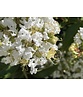 Sieben-Söhne-des-Himmels Baum | Heptacodium miconioides