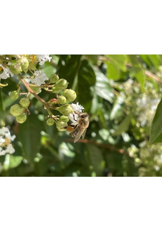 Sieben-Söhne-des-Himmels Baum | Heptacodium miconioides