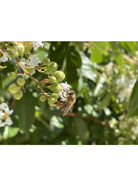 Sieben-Söhne-des-Himmels Baum | Heptacodium miconioides Sieben-Söhne-des-Himmels Baum | Heptacodium miconioides