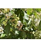 Sieben-Söhne-des-Himmels Baum | Heptacodium miconioides