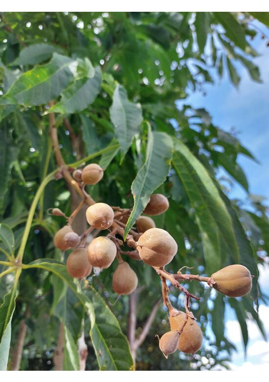 Gelbe Pavie 'Vestita' | Aesculus flava 'Vestita' Gelbe Pavie 'Vestita' | Aesculus flava 'Vestita'