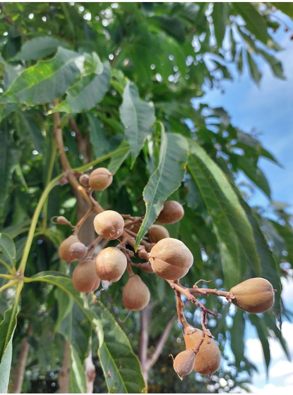 Gelbe Pavie 'Vestita' | Aesculus flava 'Vestita' Gelbe Pavie 'Vestita' | Aesculus flava 'Vestita'