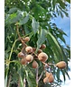 Gelbe Pavie 'Vestita' | Aesculus flava 'Vestita' Gelbe Pavie 'Vestita' | Aesculus flava 'Vestita'