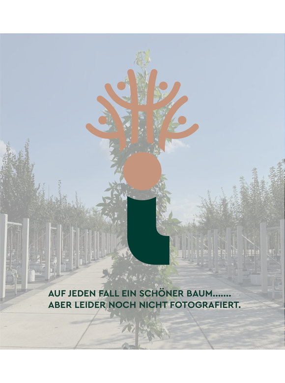 Kleiner Rotahorn 'Scanlon' | Acer rubrum 'Scanlon' Kleiner Rotahorn 'Scanlon' | Acer rubrum 'Scanlon'