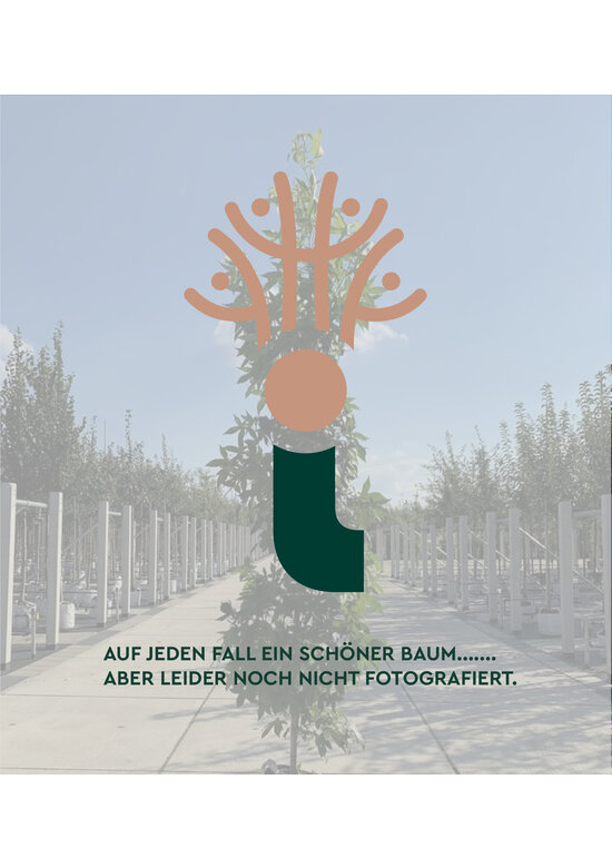 Kleiner Felsenbirne 'Ballerina' | Amelanchier 'Ballerina'