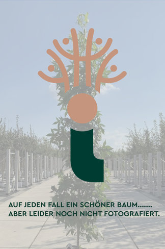 Kleiner Schindelborkige Hickorynuss | Carya ovata