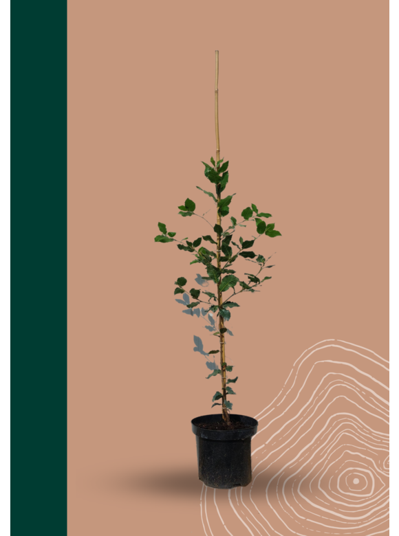 Kleiner Stein-Eiche | Quercus ilex Kleiner Stein-Eiche | Quercus ilex