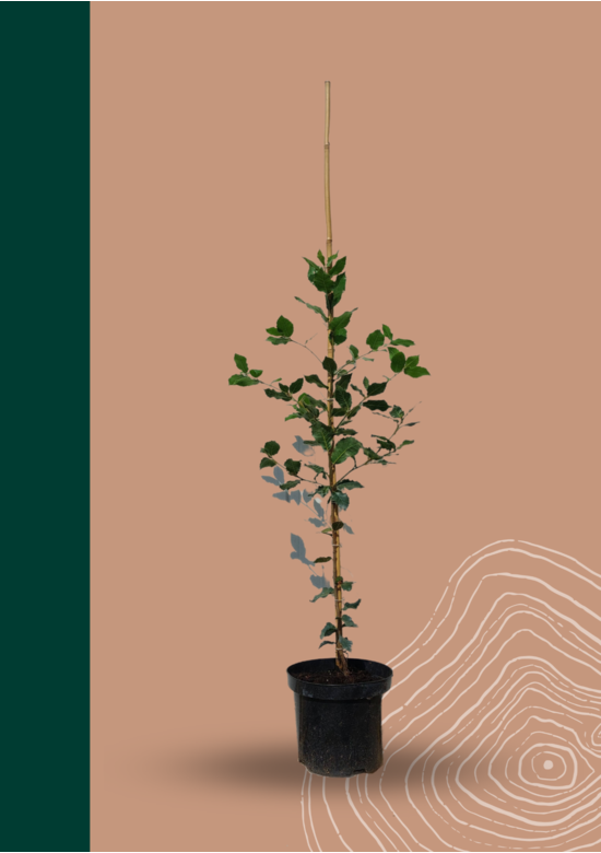 Steineiche | Quercus ilex