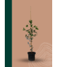 Steineiche | Quercus ilex