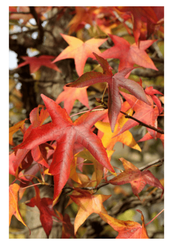 Amerikanischer Amberbaum | Liquidambar styraciflua