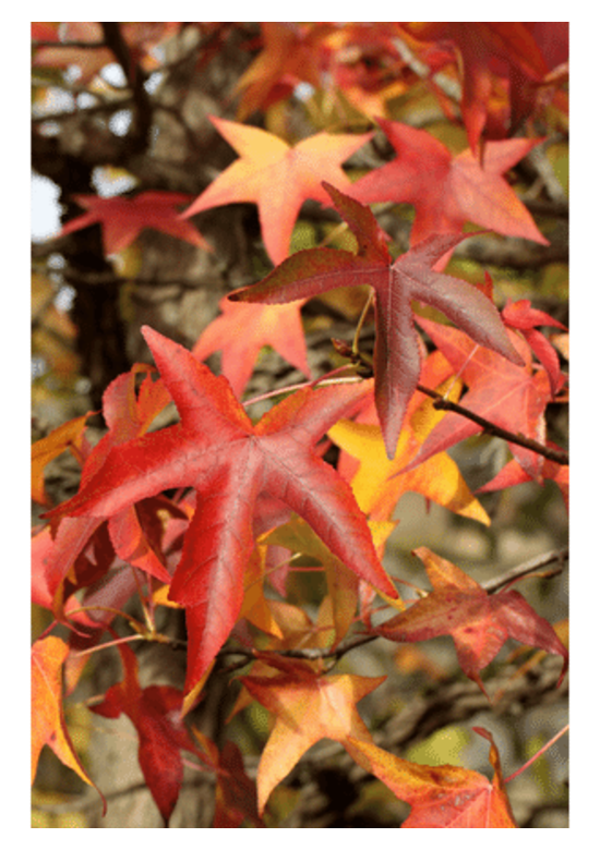 Amerikanischer Amberbaum | Liquidambar styraciflua